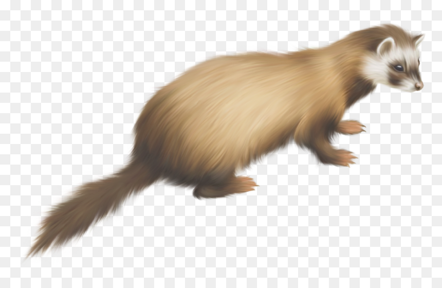 Ferret Vector Abstract - Ferret Gif Transparent Background, HD Png Download - weasel png