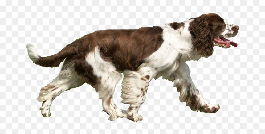 Dog Catches Something, HD Png Download - baby animals png