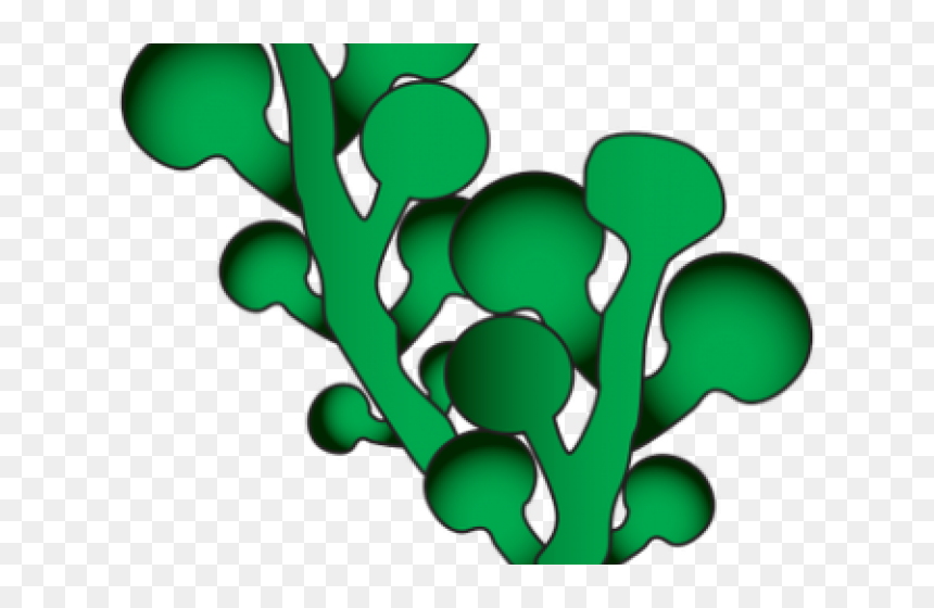 Seaweed Clipart Green Seaweed - Sea Weeds Clipart, HD Png Download - seaweed clipart png