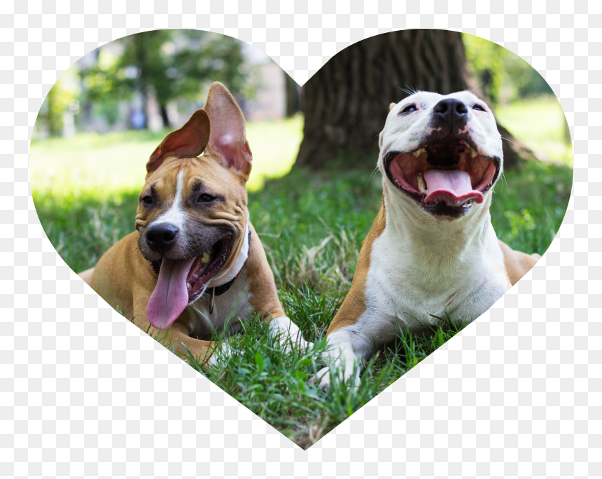 Dog Walking Heart Image 1 - Chó Chảy Nước Dãi, HD Png Download - walking dog png