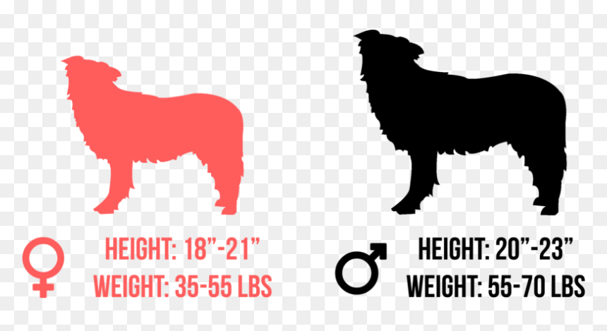 Border Collie Clip Art , Png Download - Border Collie Clip Art, Transparent Png - shepherd png