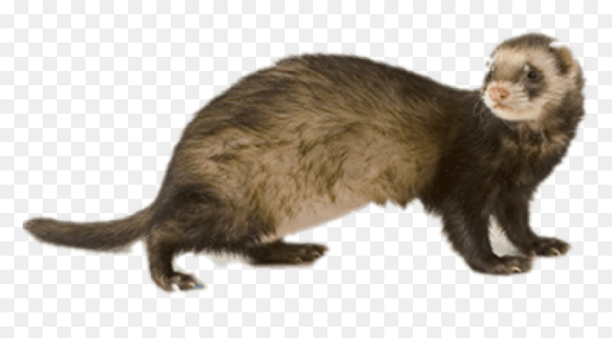 Ferret Png Hd - Ferret Transparent Background, Png Download - weasel png