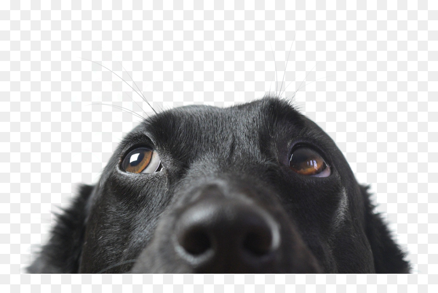 Transparent Walking Dog Png - Dog, Png Download - walking dog png
