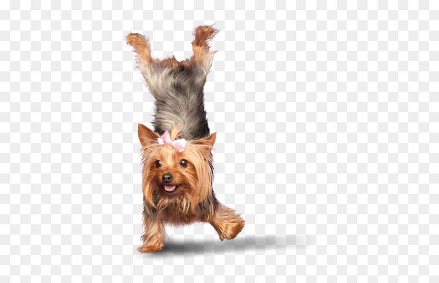 2silkypng - Yoga Dogs, Transparent Png - walking dog png