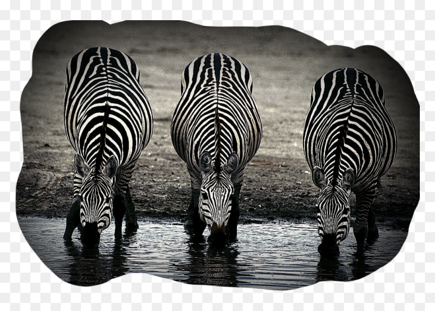 #zebras #zebras #zebrastyle #zebrastripes #zebrahead - No Two Zebras Have The Same Stripes, HD Png Download - zebra stripes png