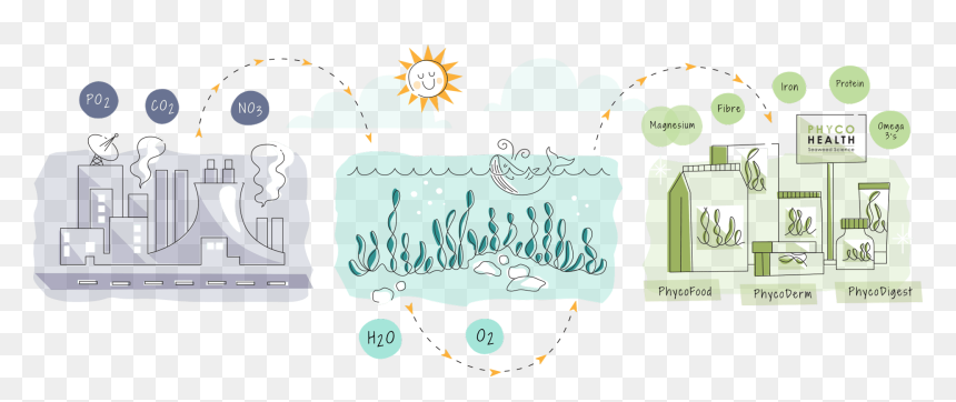 Illustration, Png Download - Illustration, Transparent Png - seaweed clipart png