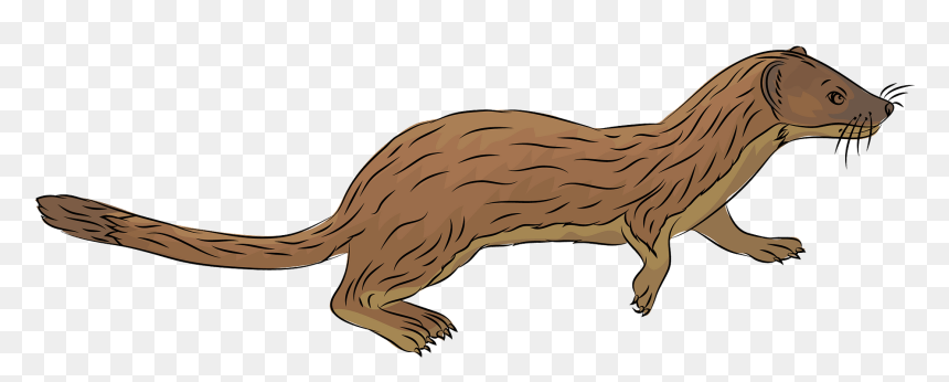 Mustelinae, HD Png Download - weasel png