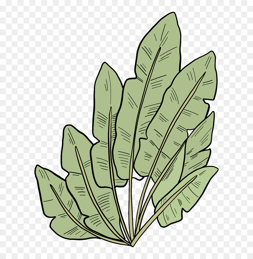 Palm Leaves Clipart - Sorrel, HD Png Download - leaves .png