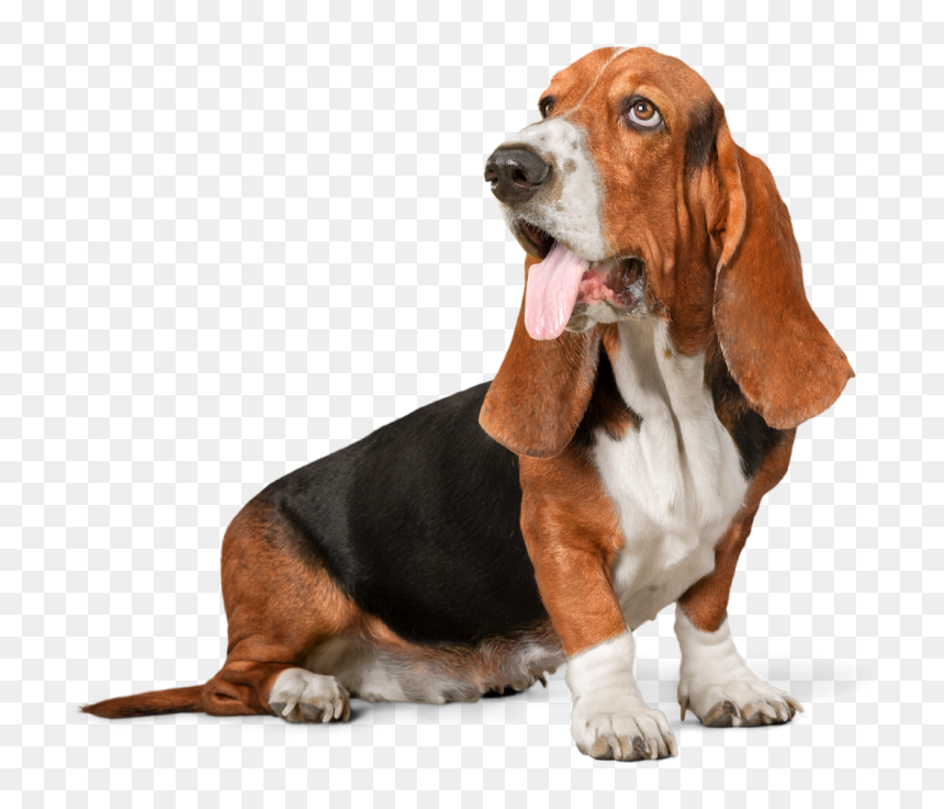 Image Is Not Available - Dog Walking Transparent Background, HD Png Download - walking dog png
