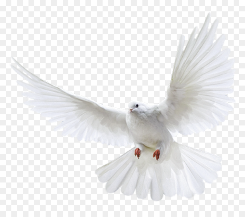Pigeon Png - Png Pigeon, Transparent Png - holy spirit dove png