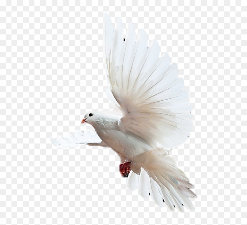 Holy Spirit, HD Png Download - holy spirit dove png