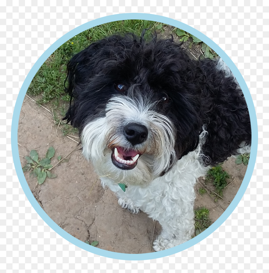 The Gorgeous And High Spirited Flash Who Loves Our - Spanish Water Dog, HD Png Download - walking dog png