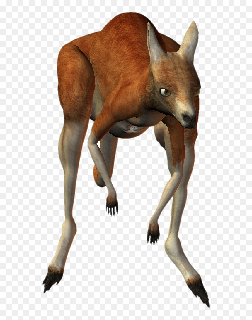 Download Kangaroo Png Transparent Images Transparent - Kangaroo, Png Download - jumping tiger png