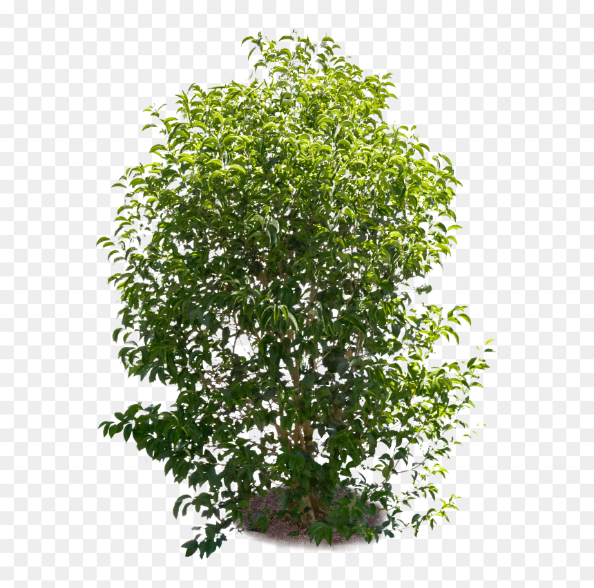Backyard Builder Png Moon Valley , Png Download - Tree, Transparent Png - backyard png