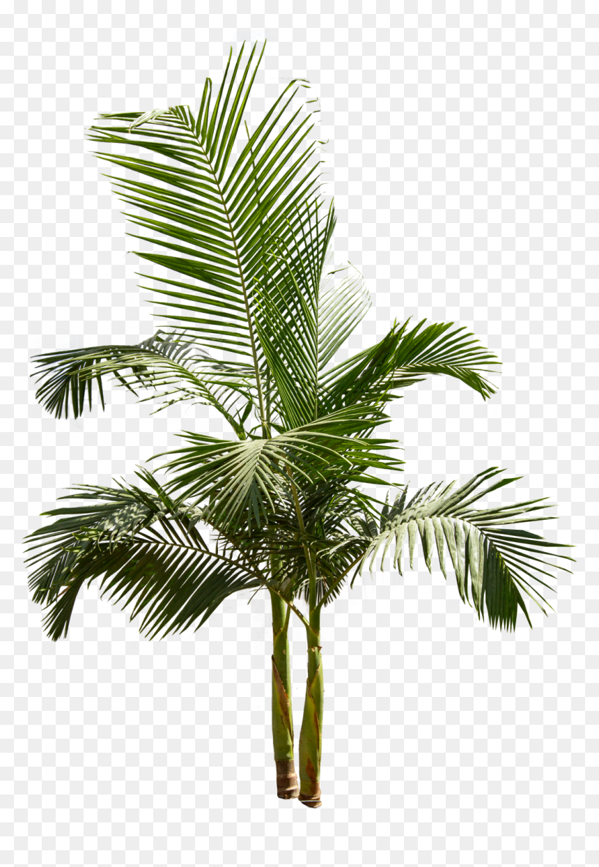 Pigmy Palm Png - King Palm Tree, Transparent Png - backyard png