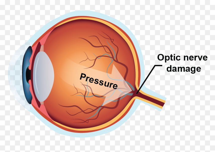 Diagram, HD Png Download - real eyes png