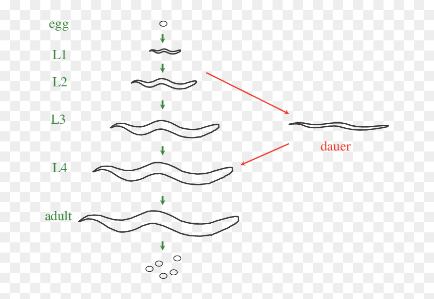 Plot, HD Png Download - cycle arrows png