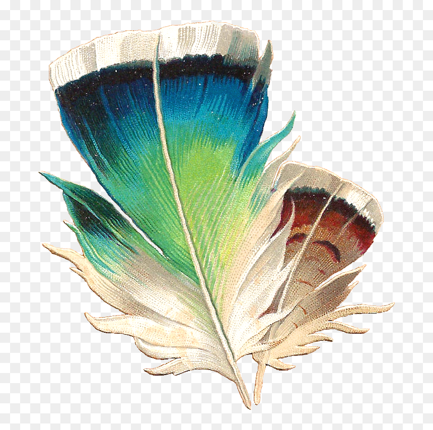 Transparent Feather - Feather Clip Art, HD Png Download - bird feathers png