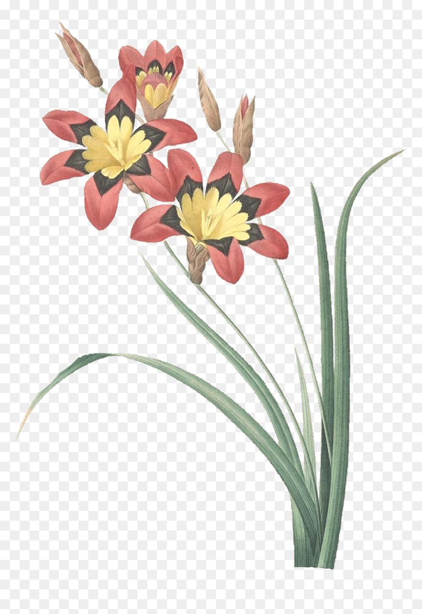 P J Redoute 63 Ixia Tricolor How To Tell Original From - Pierre-joseph Redouté, HD Png Download - tricolor png