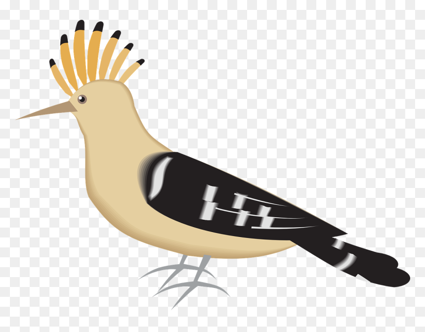 هدهد كليب ارت, HD Png Download - bird feathers png