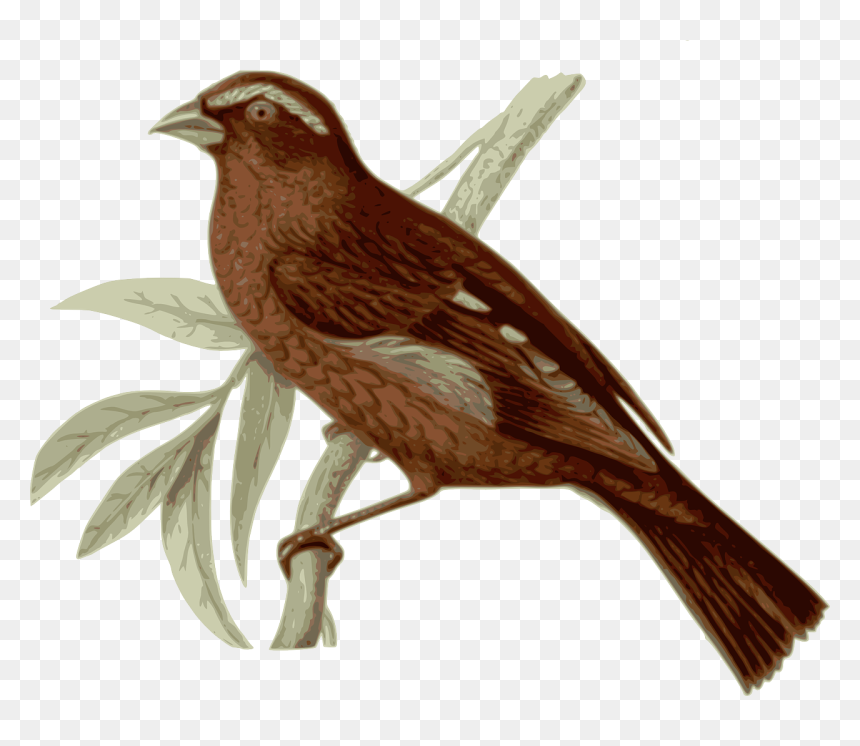 Brown Feather Bird, HD Png Download - bird feathers png