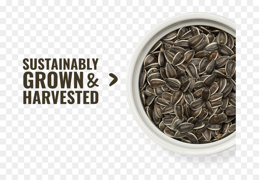 Sunflower Seed, HD Png Download - nut button png