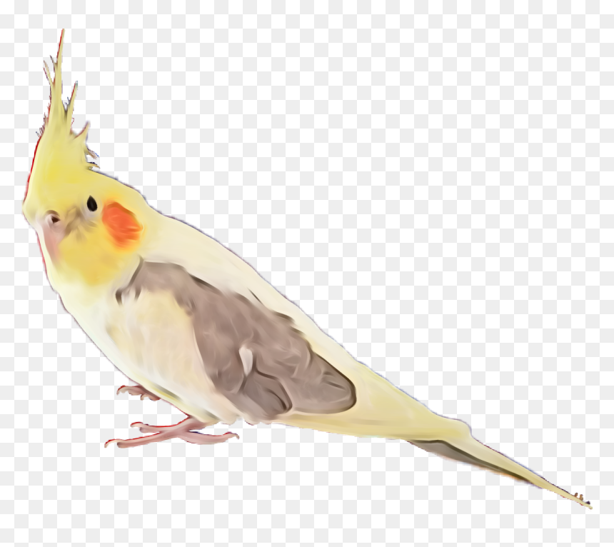 Cockatiel Bird Feather Feathers Exotic Bird Coolorful - Cockatiel Clipart Transparent Background, HD Png Download - bird feathers png