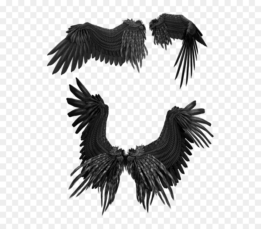 Feather, HD Png Download - bird feathers png