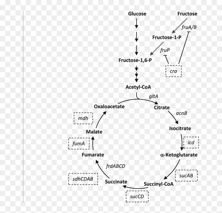 Diagram, HD Png Download - cycle arrows png