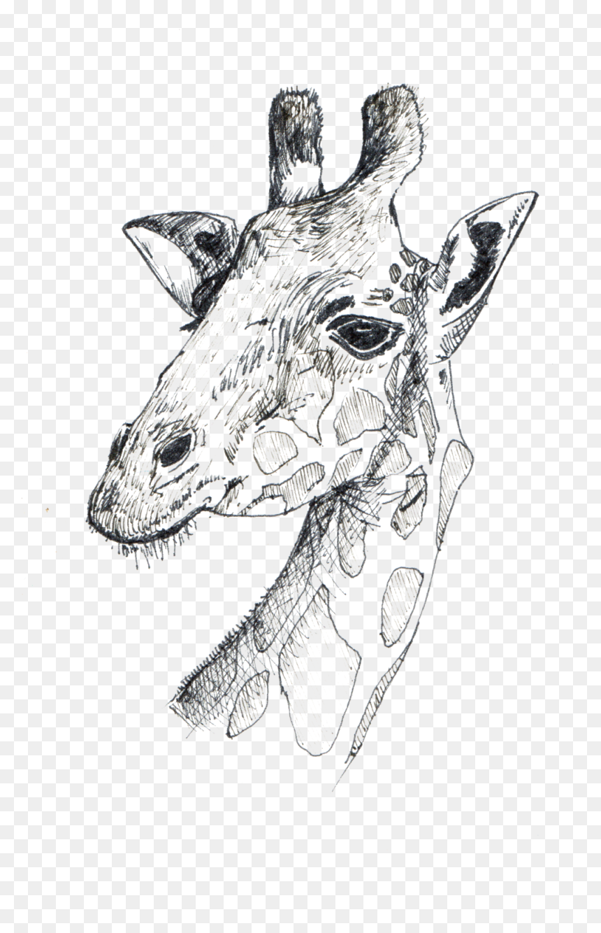 Giraffe, HD Png Download - giraffe png images