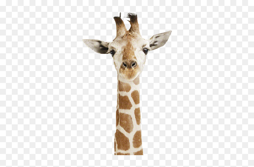 Heads Up Its Monday, HD Png Download - giraffe png images