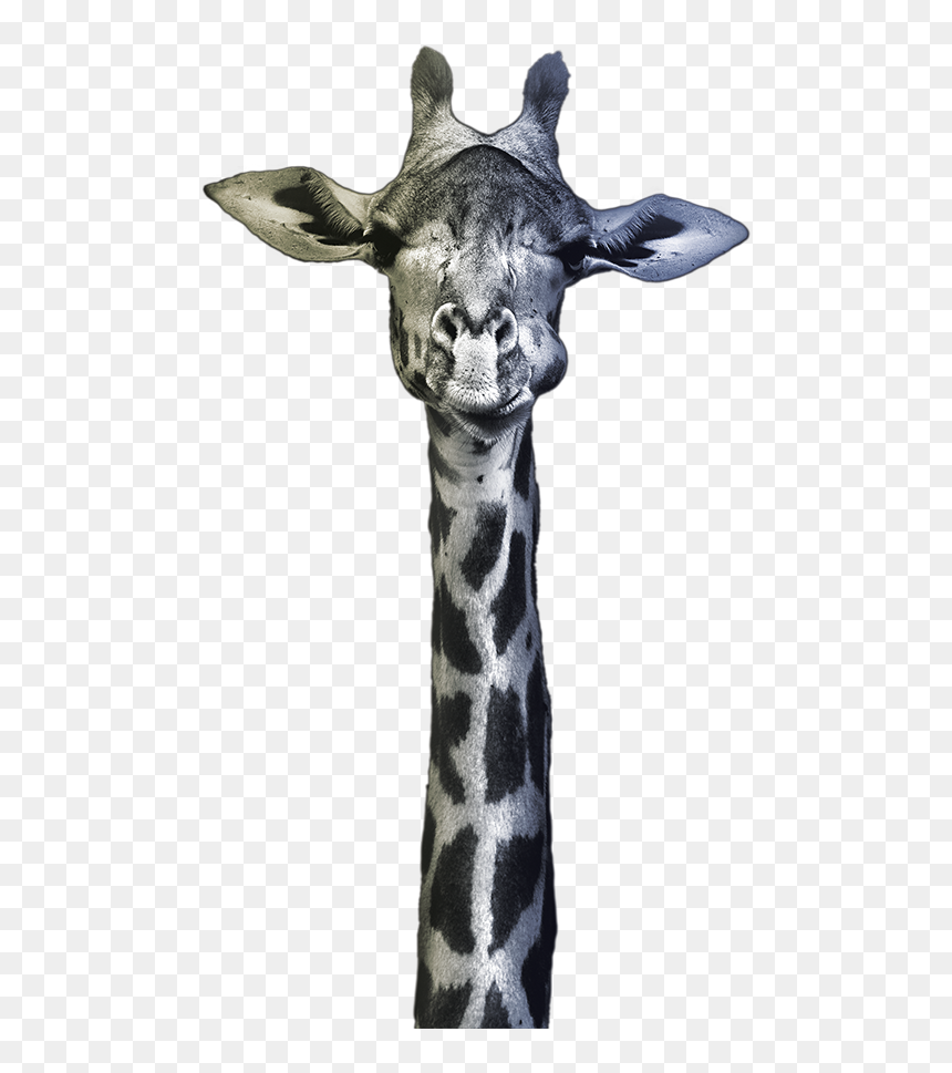 Symbol Image Of Dillinger For Heavy Plate In The Linepipe - Jirafa Con Fondo Negro, HD Png Download - giraffe png images
