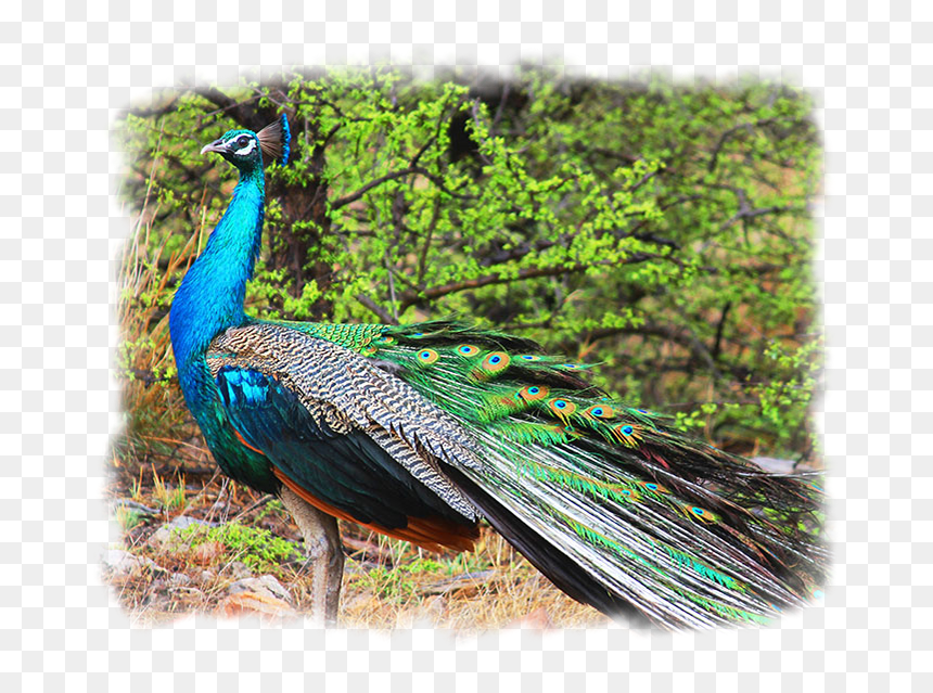 Peacock - Peafowl, HD Png Download - peacock wing png