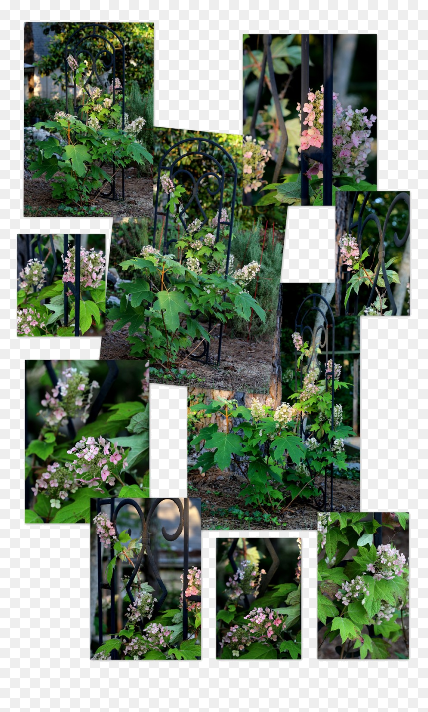 Photography ~ Backyard Landscaping A Trellis & Oakleaf - Yard, HD Png Download - backyard png