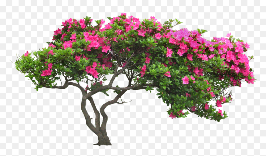 Cay Canh San Vuon , Png Download - Loosestrife And Pomegranate Family, Transparent Png - arbusto png