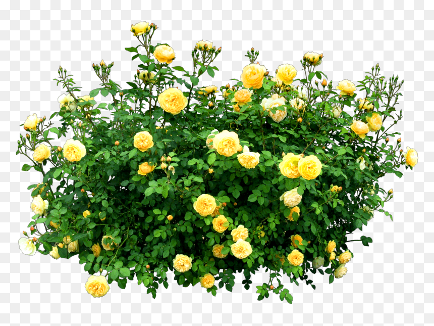 Transparent Flower Plants Png, Png Download - arbusto png