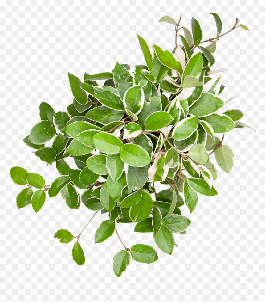 Hoya Tricolor - Erythroxylaceae, HD Png Download - tricolor png
