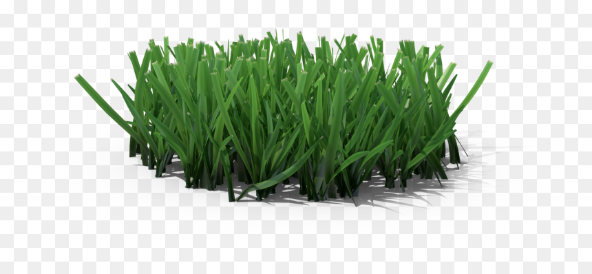 Sweet Grass, HD Png Download - lawn care png