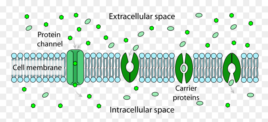Extracellular Space Vs Intracellular Space, HD Png Download - cell membrane png