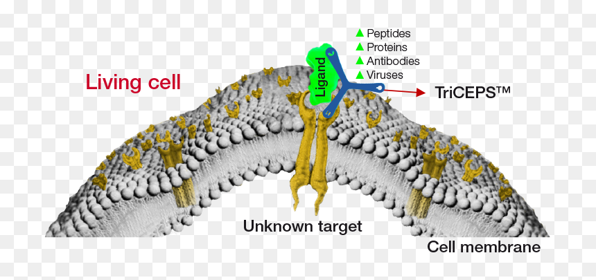 Dualsystems Biotech Ligand Receptor Binding - Protein Interaction In Cell Membrane, HD Png Download - cell membrane png