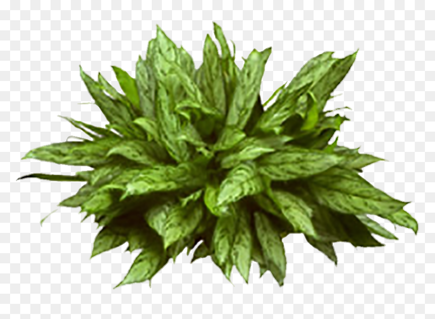 Evergreen Plants With Names, HD Png Download - arbusto png