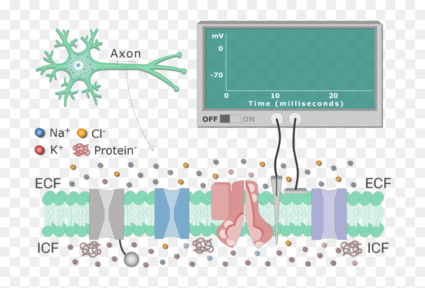 An Image Showing Different Types Of Channels In The - K+ Leak Channel, HD Png Download - cell membrane png