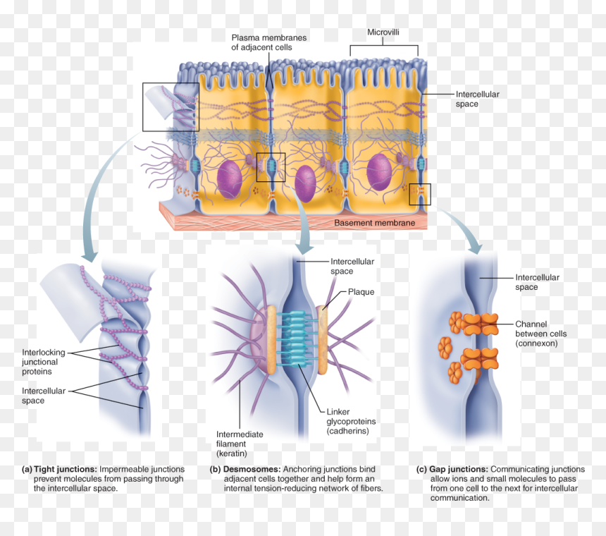Epithelial Tissue Cell Junctions, HD Png Download - cell membrane png