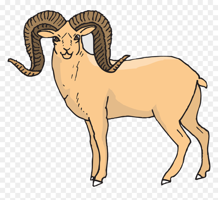 Sheep Standing Horns Free Photo - Desert Bighorn Sheep Clipart, HD Png Download - ram horns png