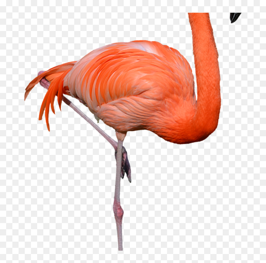 Standing Flamingo Png Clipart Hd Wallpaper Download - Flamingo Png, Transparent Png - png wallpaper download