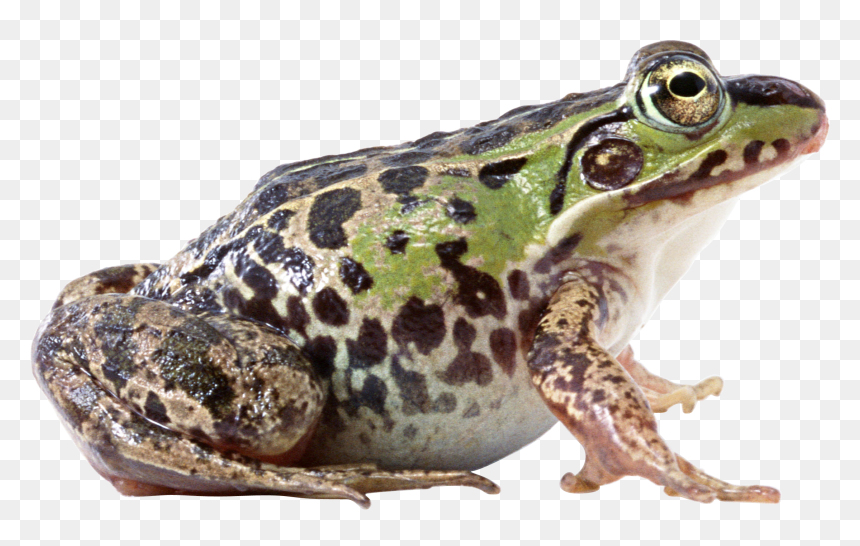 Side View Of Frog, HD Png Download - hypnotoad png