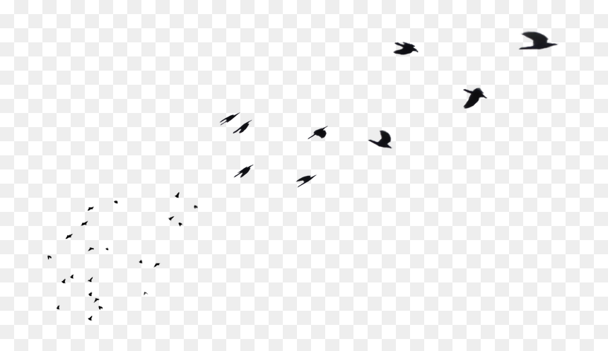 Thumb Image - Flock, HD Png Download - white birds flying png