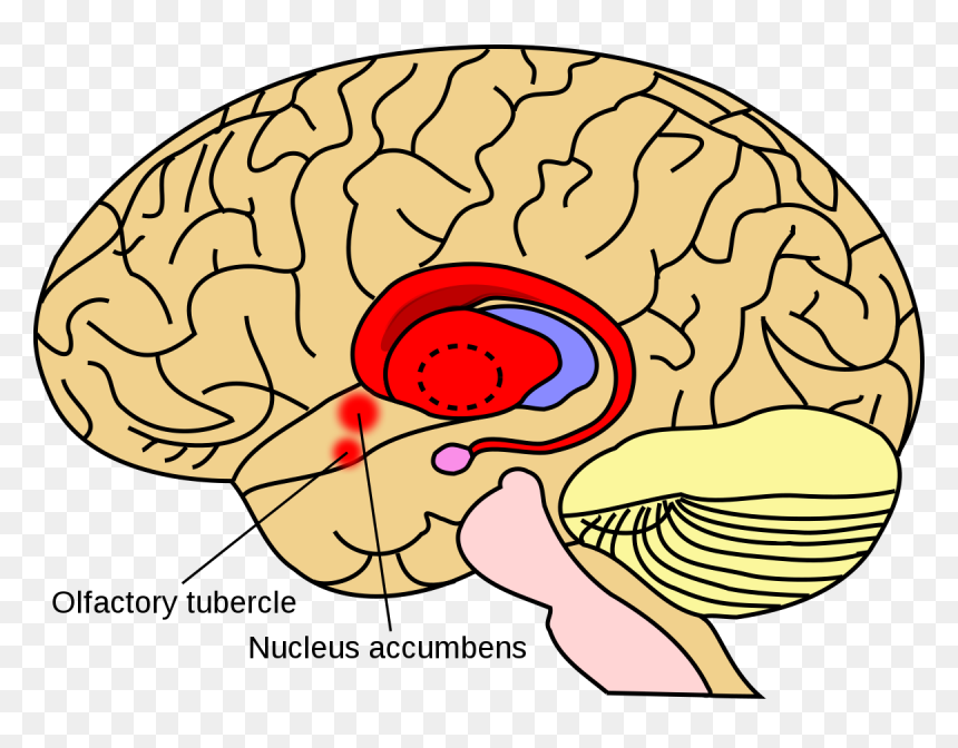 Basal Ganglia, HD Png Download - human brain clipart png