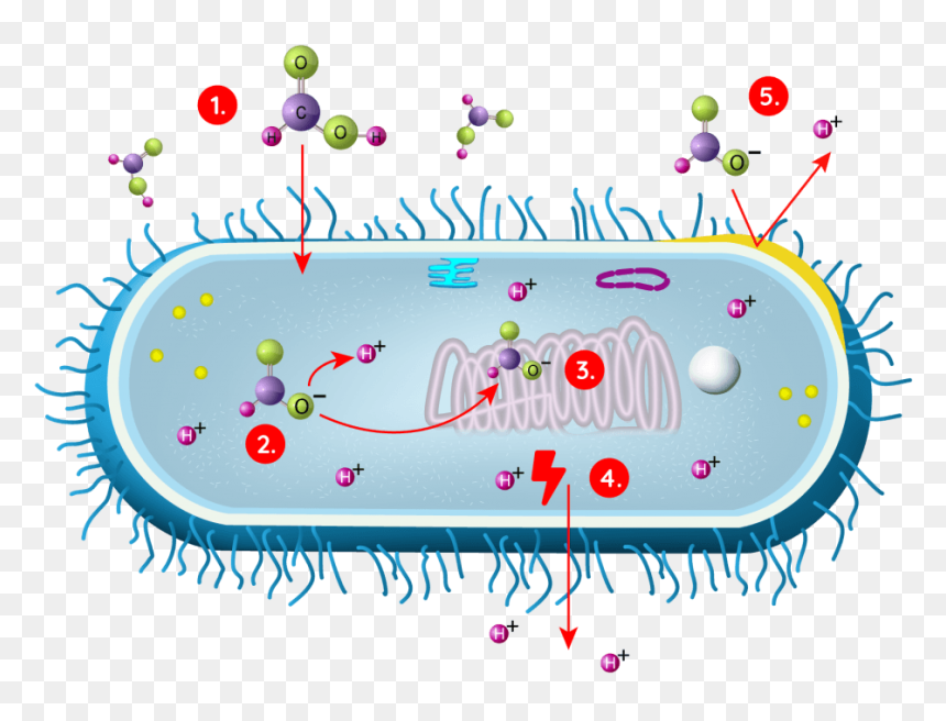 Mechanisms Of Resistance To Antibiotic, HD Png Download - cell membrane png