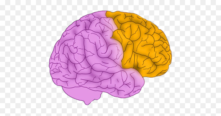 Animated Brain Free Png Image - Animated Brain, Transparent Png - human brain clipart png